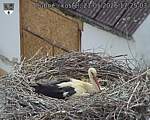 Capi_Dubne_20260521_172503.jpg