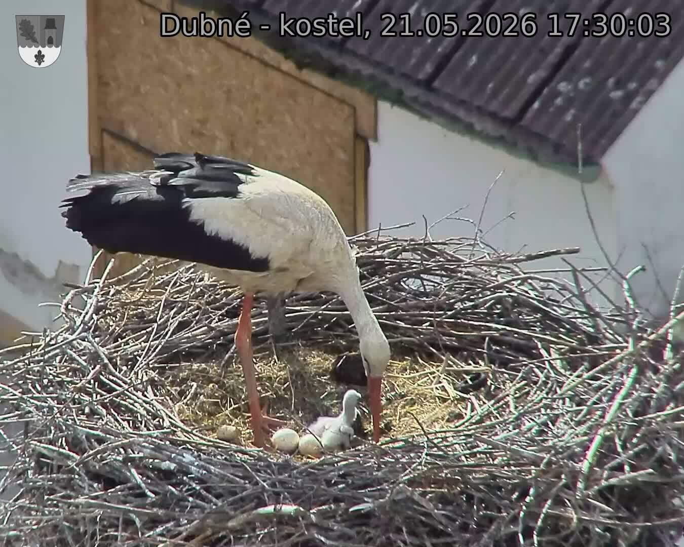 Capi_Dubne_20260521_173003.jpg (1350&nbsp;x&nbsp;1080)