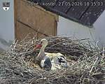 Capi_Dubne_20260521_181503.jpg
