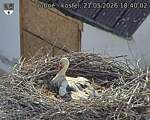 Capi_Dubne_20260521_184002.jpg