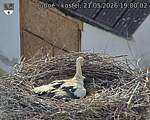 Capi_Dubne_20260521_190002.jpg