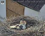 Capi_Dubne_20260521_190503.jpg