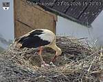 Capi_Dubne_20260521_192003.jpg