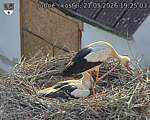 Capi_Dubne_20260521_192503.jpg