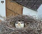 Capi_Dubne_20260521_203502.jpg