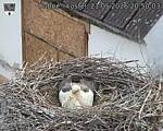 Capi_Dubne_20260521_205003.jpg