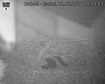 Capi_Dubne_20260522_002003.jpg