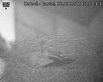 Capi_Dubne_20260522_012003.jpg