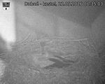 Capi_Dubne_20260522_013503.jpg