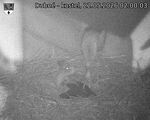 Capi_Dubne_20260522_020003.jpg