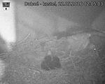Capi_Dubne_20260522_020503.jpg