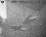 Capi_Dubne_20260522_023503.jpg