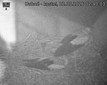 Capi_Dubne_20260522_024003.jpg