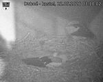 Capi_Dubne_20260522_031002.jpg