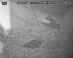 Capi_Dubne_20260522_032002.jpg