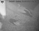 Capi_Dubne_20260522_034502.jpg