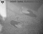 Capi_Dubne_20260522_040003.jpg