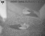 Capi_Dubne_20260522_042002.jpg