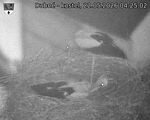 Capi_Dubne_20260522_042502.jpg