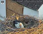 Capi_Dubne_20260522_054004.jpg