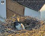 Capi_Dubne_20260522_055004.jpg