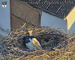 Capi_Dubne_20260522_055504.jpg