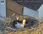 Capi_Dubne_20260522_060003.jpg