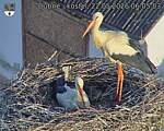 Capi_Dubne_20260522_060503.jpg