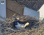 Capi_Dubne_20260522_061004.jpg