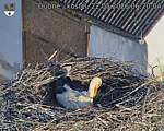 Capi_Dubne_20260522_062004.jpg