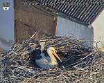 Capi_Dubne_20260522_062503.jpg