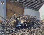 Capi_Dubne_20260522_064004.jpg
