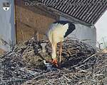 Capi_Dubne_20260522_065003.jpg