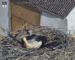 Capi_Dubne_20260522_070003.jpg