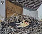 Capi_Dubne_20260522_072504.jpg
