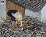 Capi_Dubne_20260522_073503.jpg