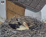 Capi_Dubne_20260522_074003.jpg