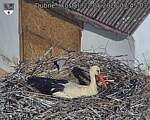 Capi_Dubne_20260522_074503.jpg