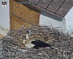 Capi_Dubne_20260522_083003.jpg