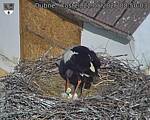 Capi_Dubne_20260522_085003.jpg