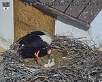 Capi_Dubne_20260522_091503.jpg