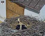 Capi_Dubne_20260522_093502.jpg