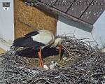 Capi_Dubne_20260522_094004.jpg