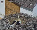 Capi_Dubne_20260522_100005.jpg