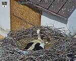 Capi_Dubne_20260522_102002.jpg