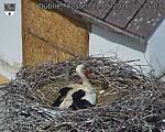 Capi_Dubne_20260522_102503.jpg