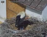 Capi_Dubne_20260522_103003.jpg