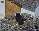 Capi_Dubne_20260522_104002.jpg