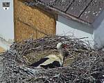 Capi_Dubne_20260522_111503.jpg