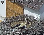 Capi_Dubne_20260522_113003.jpg